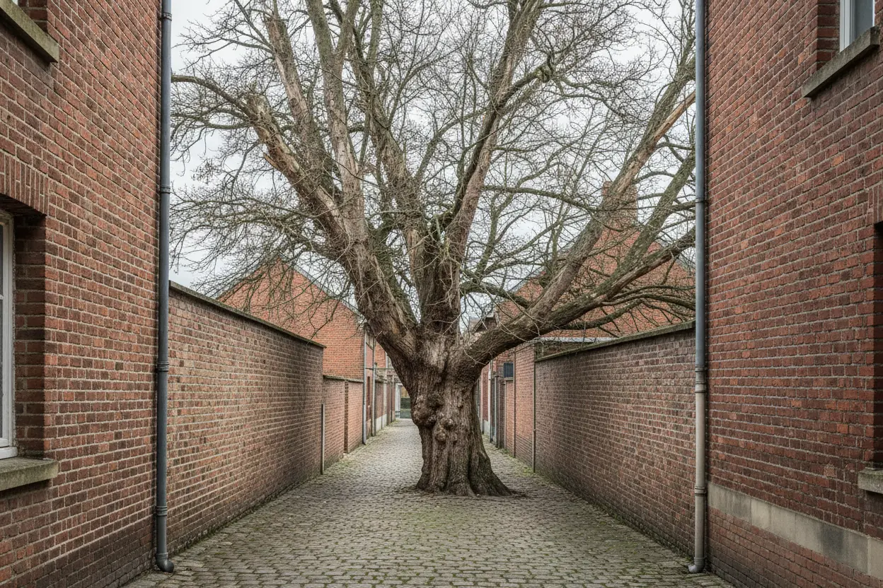 Grand arbre coincé entre deux murs mitoyens avant abattage en accès contraint à Saint-Quentin