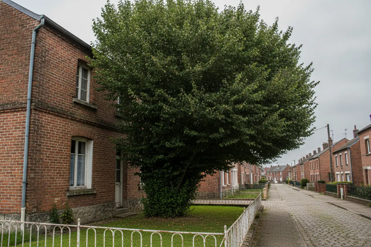 Tilleul au houppier dense collé à une maison en brique à Saint-Quentin avant élagage