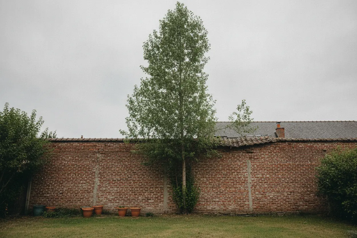 Arbre élancé serré contre un mur mitoyen avant réduction à Saint-Quentin